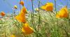 https://development.beyondefficiency.us/sites/default/files/banner/California-Poppies_BeyondEfficiency.jpg
